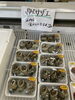 「本日岩牡蠣販売致します」