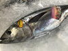 「魚魚市場鮮魚コーナーおすすめは「コノシロ」です♪」