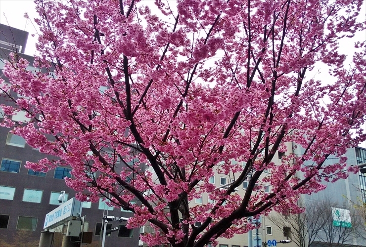 御池通の桜