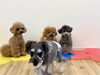 あっＨこなつちゃんが〜💦　にこくんの表情🤭「ましゅまろ幼稚園🐾」