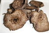 「香茸」香りも、味も良い、白和え、炊き込みご飯に「地域の方からキノコの差し入れが有りました。」