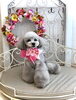 ＭＯＭＯちゃん「わんこと秋桜　🐾」