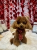 トイプードルのカット「🐶ミックス犬、チワワ、トイプードル、トリミングのお友達❤️」