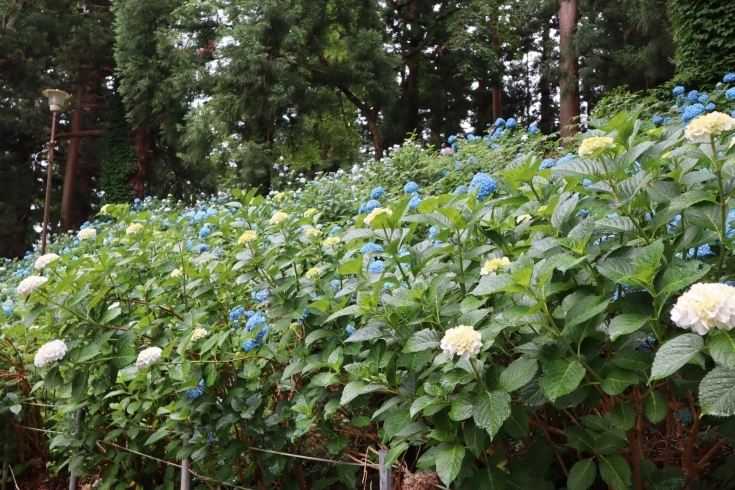 「紫陽花で有名な、白鷹町の【八乙女八幡神社】に伺いました❕」