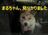 「＜速報＞見つかりました！迷い犬の【まるちゃん】」