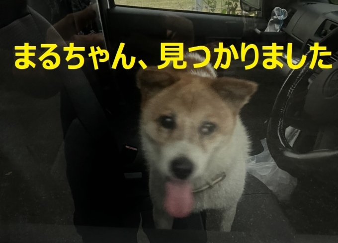 「＜速報＞見つかりました！迷い犬の【まるちゃん】」