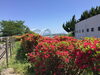 「西海橋ツツジ情報🌺」
