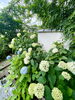 紫陽花「本日の境内の様子です」