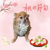「Dog salon mofu mofu　余市町」