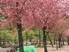 「八重桜が満開❗️権現堂の麓にある小黒川河川公園はキャンプも川遊びも楽しめます」