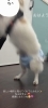 愛犬の笑顔輝くDog Salon「MAHANAの思い」