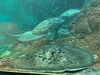 エイ「夏のお出かけスポット/博物館だけど水族館な施設/生き物のプロ/アクアリウムのアクアデザインブルース/」