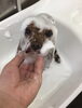 はちみつ泡パック中のティアラちゃん「ただ今泡泡入浴中〜　^o^」