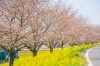 埼玉県坂戸市にある高麗川桜堤（こまがわさくらぐつみ）と泉町桜堤公園（いずみちょうさくらづつみこうえん）の桜の紹介。お花見スポット・開花時期・駐車場情報・アクセス。