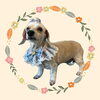 「Dog salon mofu mofu　余市町」