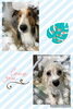 カシミアタッチトリートメント中♡♡「お友達♡ Dog salon mofu mofu 余市町」