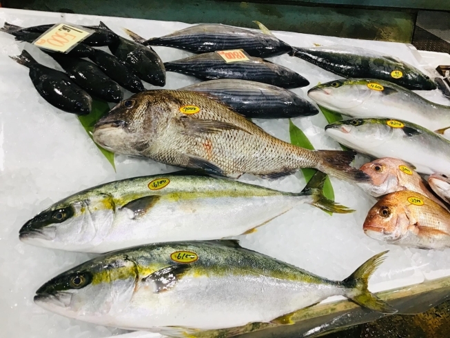 西海物産館 魚魚市場鮮魚コーナーおすすめ商品は 赤マテ貝 です 魚魚の宿のニュース まいぷれ 佐世保