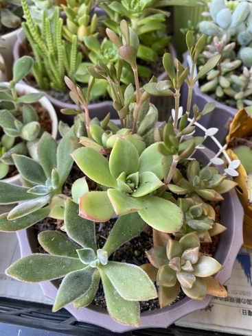 癒しの多肉植物 花のまりちゃんのニュース まいぷれ 盛岡 滝沢 二戸 八幡平 雫石 癒しの多肉植物 花のまりちゃんのニュース まいぷれ 盛岡 滝沢 二戸 八幡平 雫石