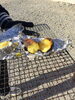 「最近の出来事♫」