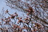 八重桜「引揚記念公園　桜情報」