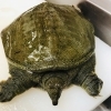 新鮮なすっぽんは食べやすと好評頂いております。「夏のスタミナに☆人気のすっぽんコース☆ご予約承り中」