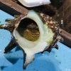 「魚魚市場鮮魚コーナーおすすめは「赤アワビ」「カナトフグ」です♪」