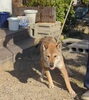「【新居浜市宇高町】迷い犬を探しています（不明になった日：2026年4月20日）」