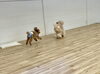 ＡきなこちゃんとＭこなつちゃん。追いかけっこ中〜「ましゅまろ幼稚園🐾」