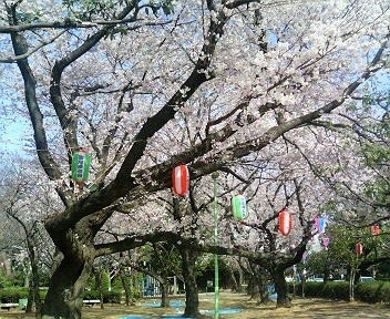 御滝公園 船橋市 お花見するならここ 千葉 船橋 市川 習志野の 桜 特集 年 まいぷれ 船橋市