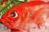 地魚もネタケースにて種類豊富「【11/20（月)大好評につき特売継続！】　魚や山粋　八千代市、佐倉市の鮮魚店  　京成、東葉勝田台から徒歩10分　 」