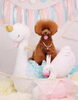 「Anniversary photo　(^O^)／」