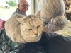 オーストラリアからのお客様にべったりのらびちゃん「看板猫 らび」