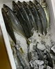 「本日鮮魚入荷致しました」