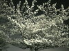 桜は夜桜もお勧め🌸お花見は風邪ひかないように🍀「ベンリー福山東🌟先週のお仕事💡側溝のお掃除😉✨」