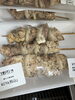 割引き「お惣菜火曜日割引き開催中」