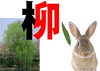 木＋卯＝柳「令和5年（2023年）癸卯（玉兎・小兎の性質を持つ うさぎ年）　【星祭】厄除け（やくよけ）・厄払い（厄祓い・やくばらい）　～運気向上のお祈り～　③干支の数、本当は60種類！？　年男、年女は運気が低迷する年周り」