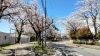 白井市役所付近の桜です「ケアから帰る途中の景色!【白井市訪問介護・相談支援】」