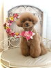 こまちちゃん「わんこと秋桜🐾」