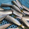 「夏の魚？どちらかというと秋や冬のイメージのこの魚はコノシロ🐟️【コハダ】」