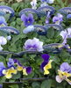 花苗　パンジー「♬　寄せ植え　♬」
