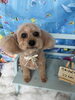 トイプードル　カット「🍋7月トリミング空き情報のお知らせ🐶✂️」