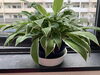 観葉植物も生き生きしてまーす🪴「～未経験者大歓迎～　アットホームな雰囲気で楽しくトレーニング！　心地よいフィットネス体験を‼　FIELD-RING 千葉市美浜区〖JR稲毛海岸駅　駅近』キックボクシング＆ボクシング」