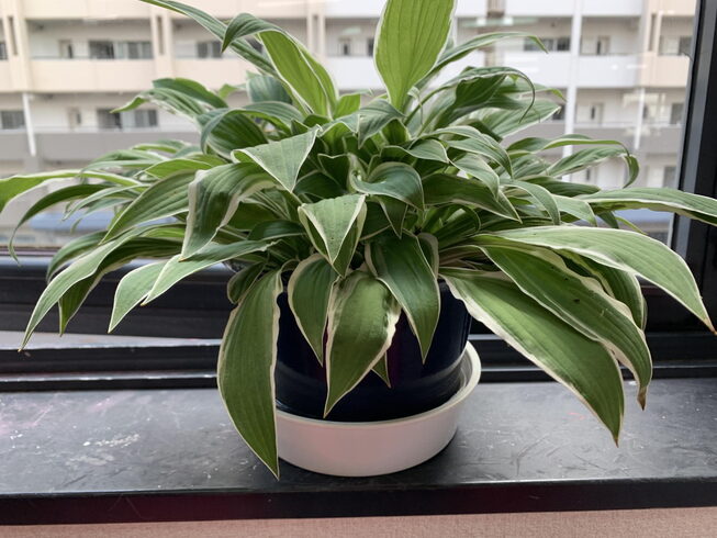 観葉植物も生き生きしてまーす🪴「~未経験者大歓迎~ アットホームな雰囲気で楽しくトレーニング! 心地よいフィットネス体験を‼ FIELD-RING 千葉市美浜区〖JR稲毛海岸駅 駅近』キックボクシング&ボクシング」