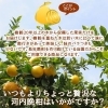 「🍊産地直送🍊柑橘名人 清家素直さんの 『プレミアム河内晩柑』」
