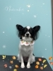 「お友達♡ Dog salon mofu mofu 余市町」