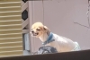 「ラシェくんとラキくん🐶🐾」