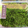 カモジゴケ「エアプランツと苔が入荷しました。」