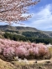 桜峠を望む「北塩原村・桜峠へ　3000本の大山桜と風に舞う桜吹雪」