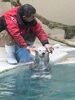 ラッコ「国内最後のラッコたちに会いに行く/生き物のプロ/アクアリウムの事ならアクアデザインブルース/」