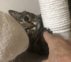 ご飯食べたもんね〜遊ぼうか？「お家の猫ちゃんの幸せの雫をお外の猫ちゃんへ。「2dropsキャンペーン」で保護猫支援、今年も続けます」